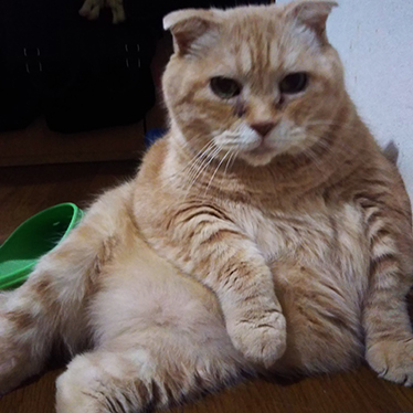 以前飼っていた愛猫リヨンくん