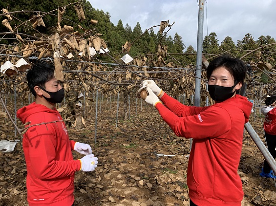 キウイを収穫する様子